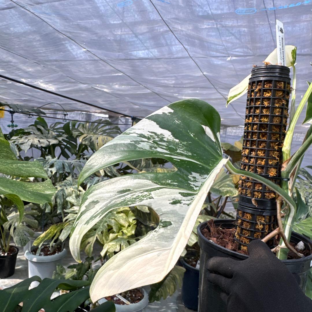 PL31モンステラ　ボルギシアナ　アルボ白ホワイトタイガー斑入り鉢モスポール付き