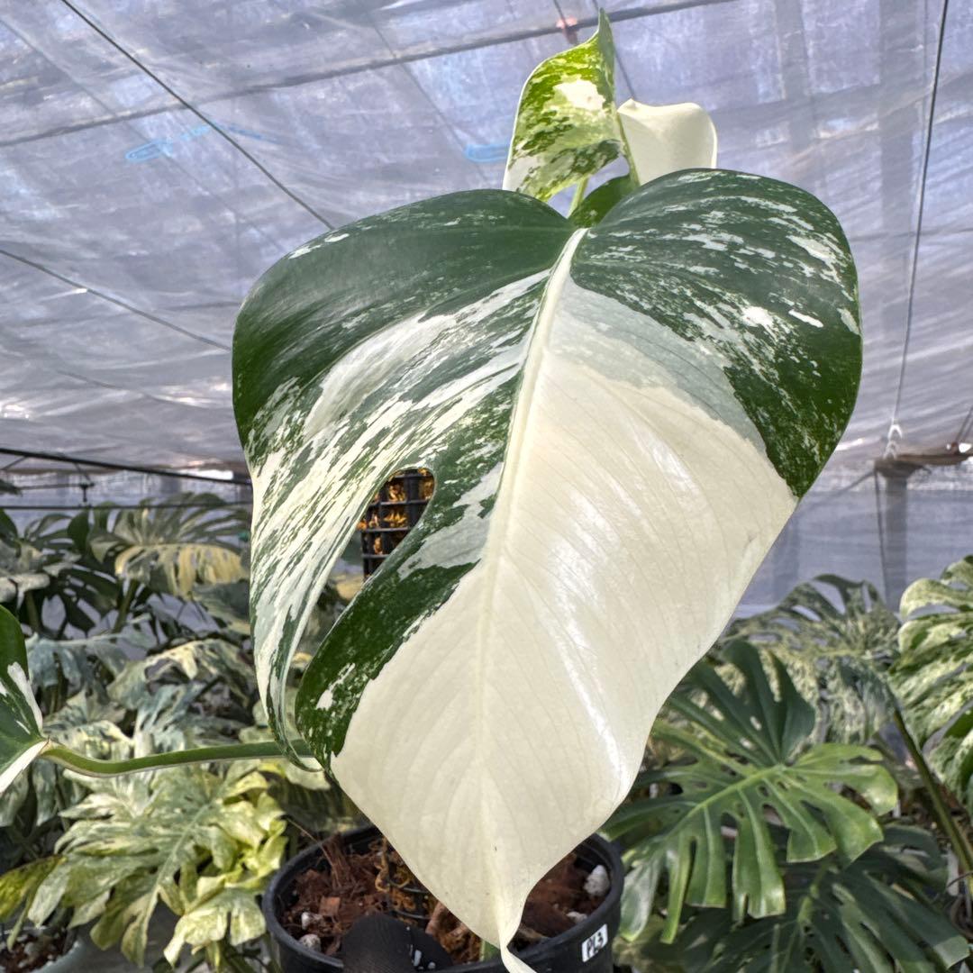 PL31モンステラ　ボルギシアナ　アルボ白ホワイトタイガー斑入り鉢モスポール付き