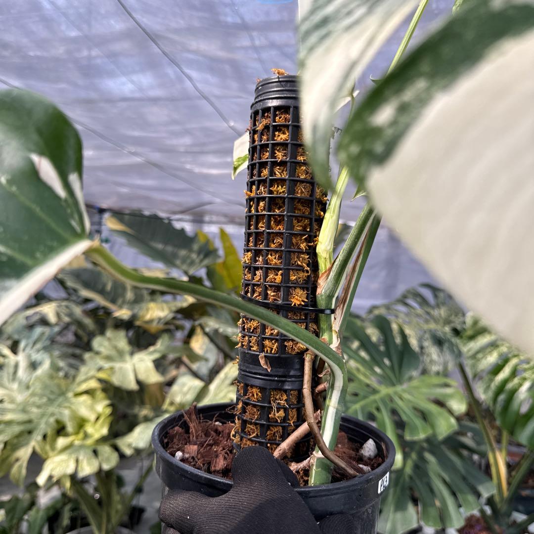 PL31モンステラ　ボルギシアナ　アルボ白ホワイトタイガー斑入り鉢モスポール付き