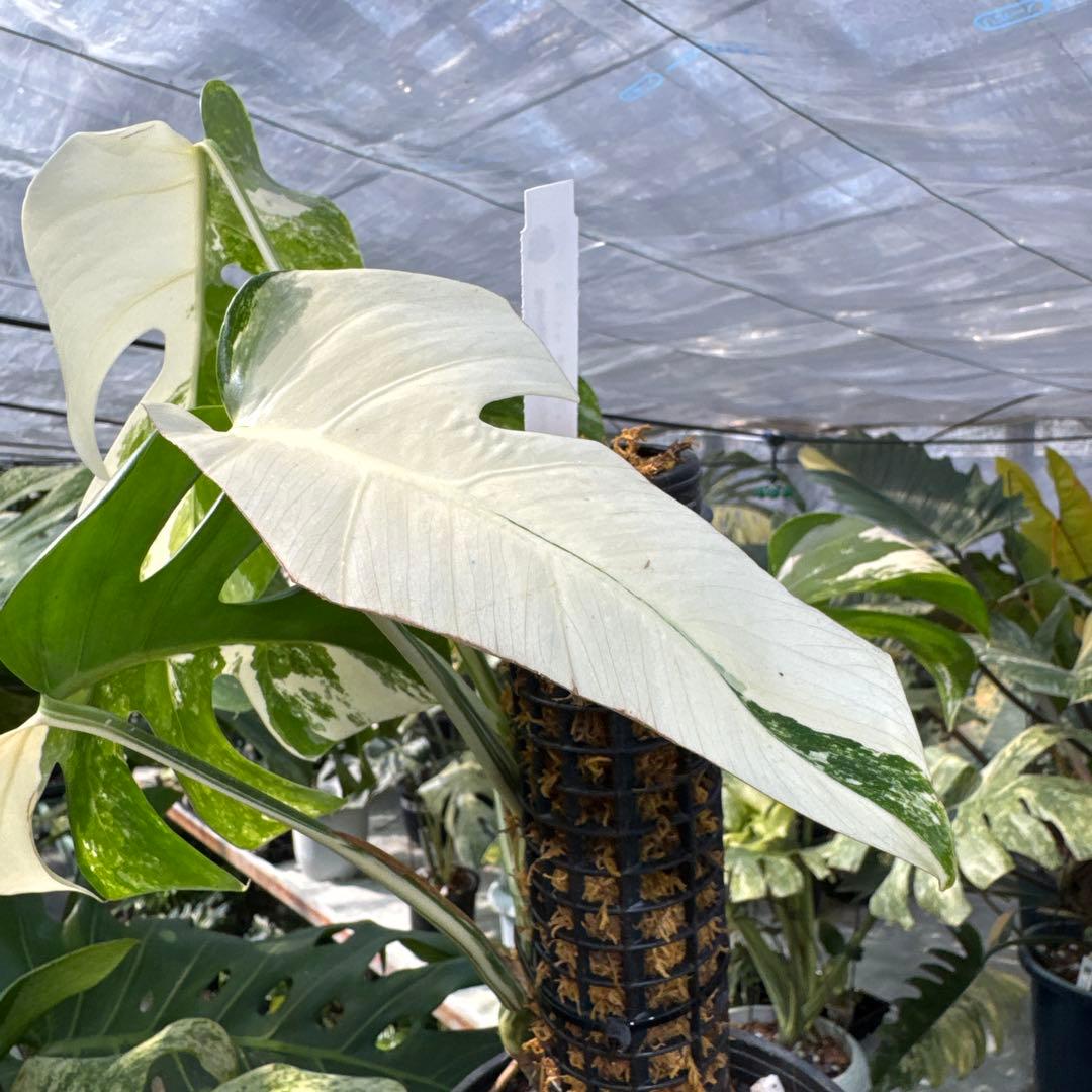 PL31モンステラ　ボルギシアナ　アルボ白ホワイトタイガー斑入り鉢モスポール付き