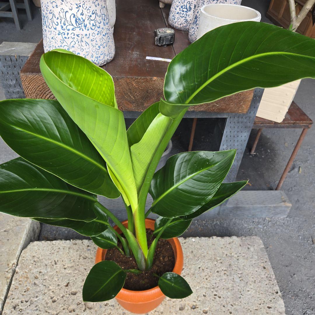 ③　ストレリチア　オーガスタ8号特大苗木最高等級極上品‼️