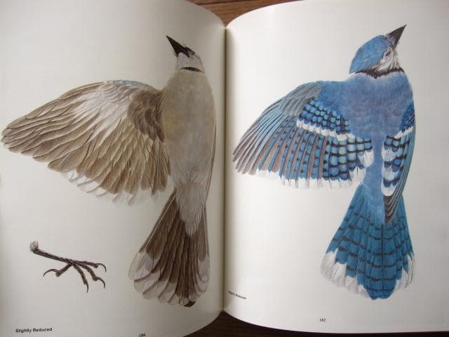 Songbird Carving II　Rosalyn Leach Daisey