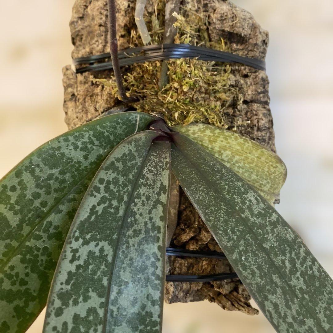 葉が美しい　蕾　自然種　胡蝶蘭原種　ファレノプシス　シレリアナ　良株