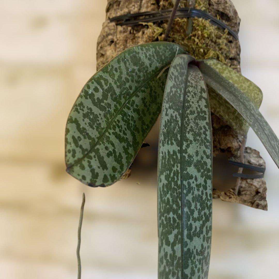 葉が美しい　蕾　自然種　胡蝶蘭原種　ファレノプシス　シレリアナ　良株