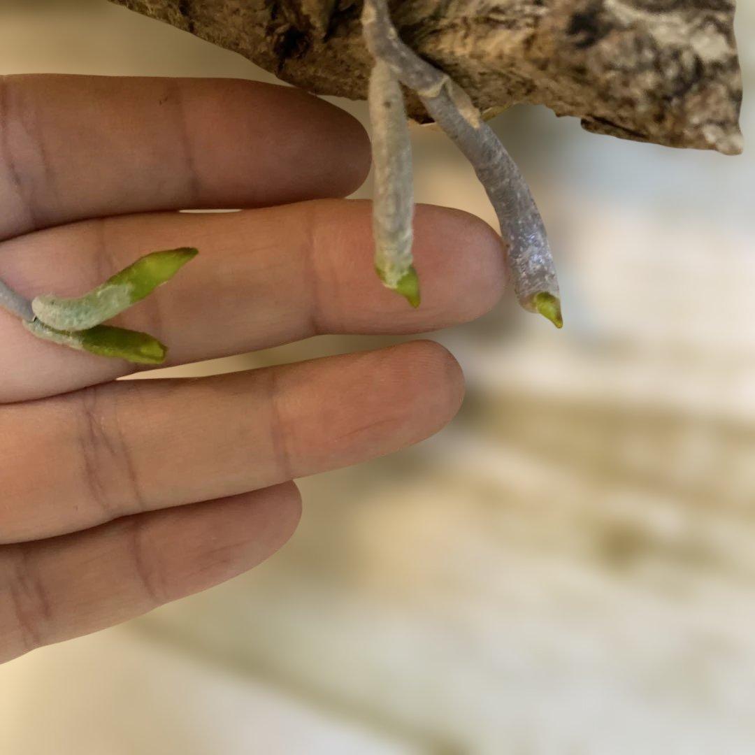 葉が美しい　蕾　自然種　胡蝶蘭原種　ファレノプシス　シレリアナ　良株