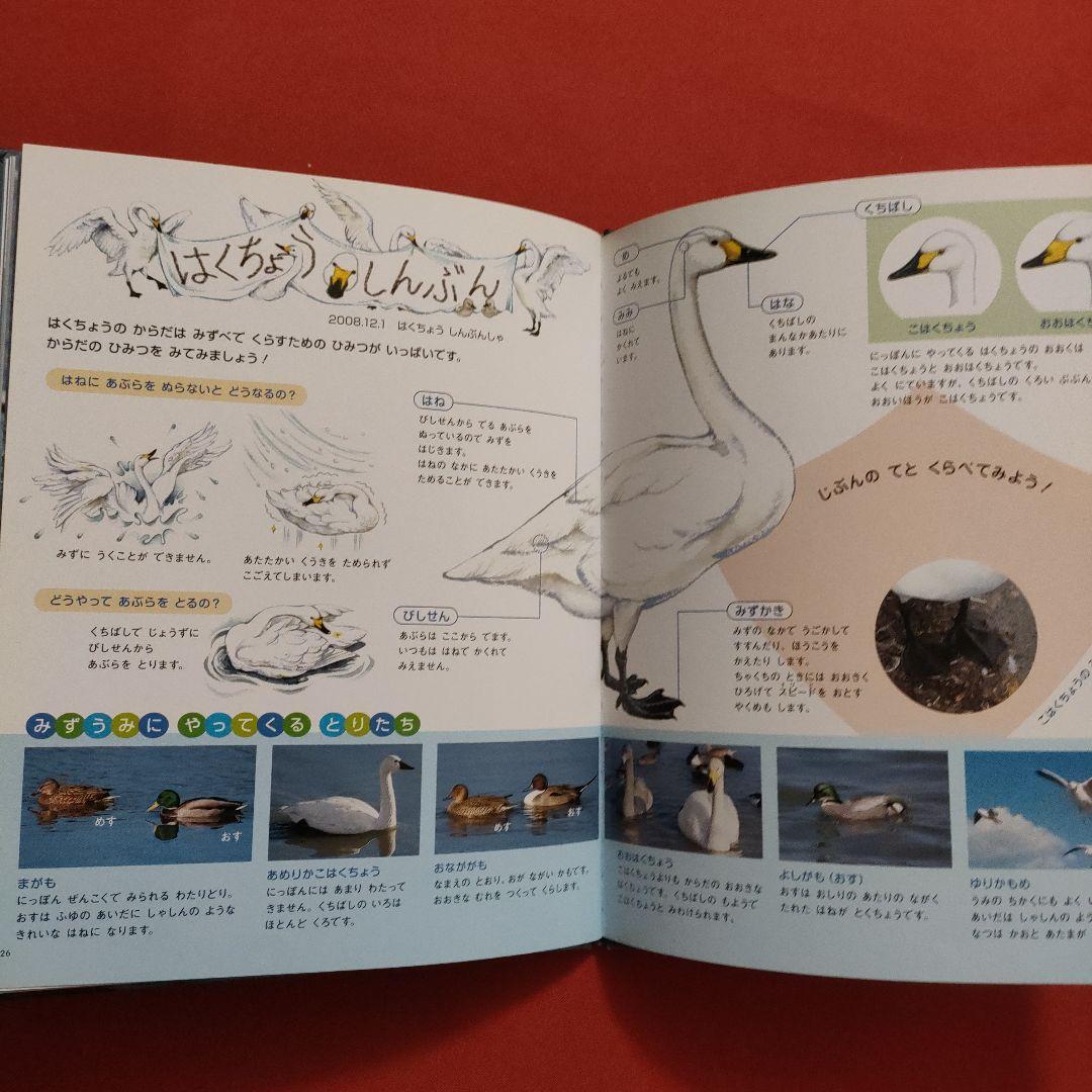 たくさんのふしぎ　キンダーブックしぜん　ハクチョウの冬夜　はくちょう