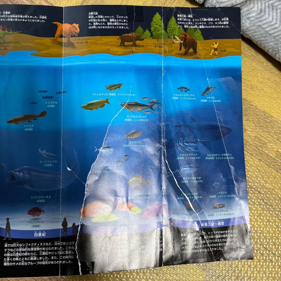 小学館の図鑑NEO DVDなし　19冊セット