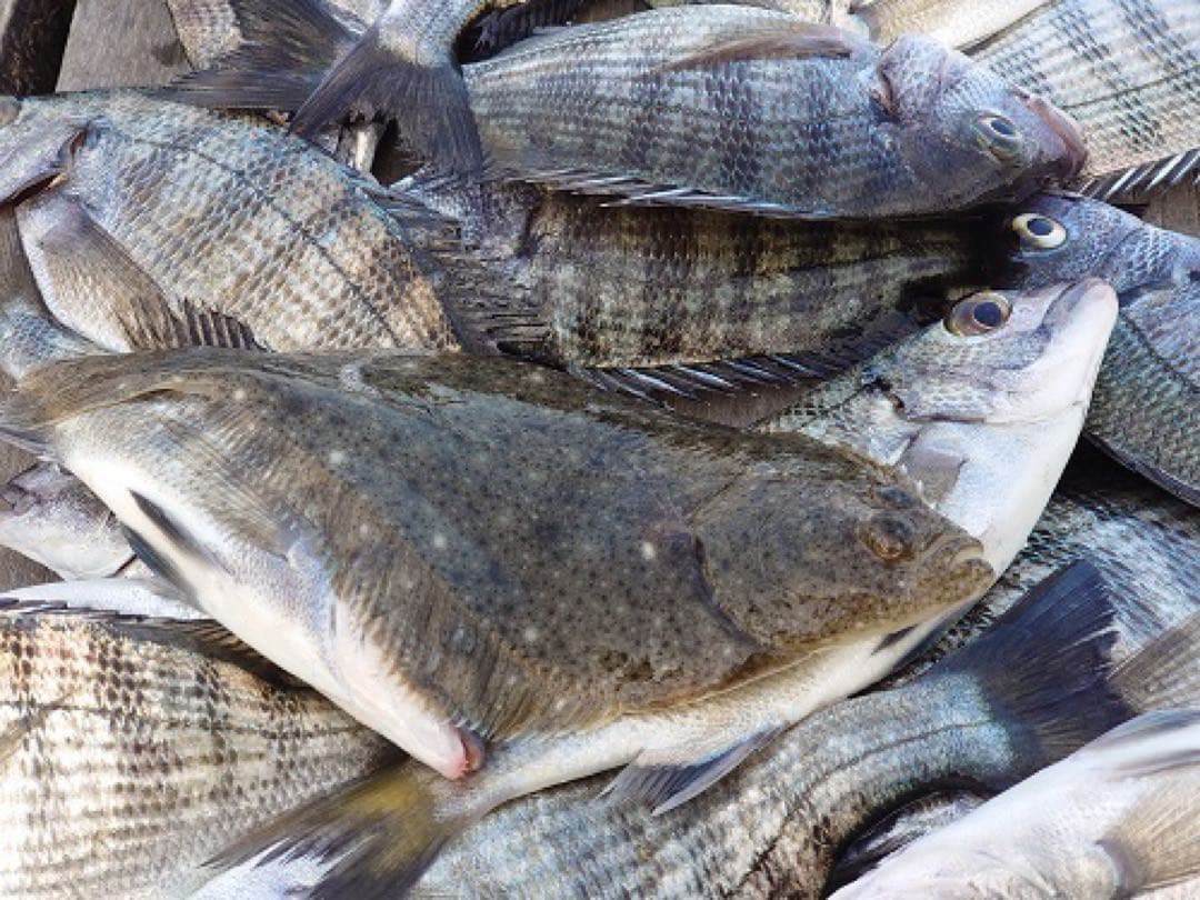 大特価早い者勝ち‼️初心者オススメ　波止・磯・サビキ釣りロッド＋リールセット‼️