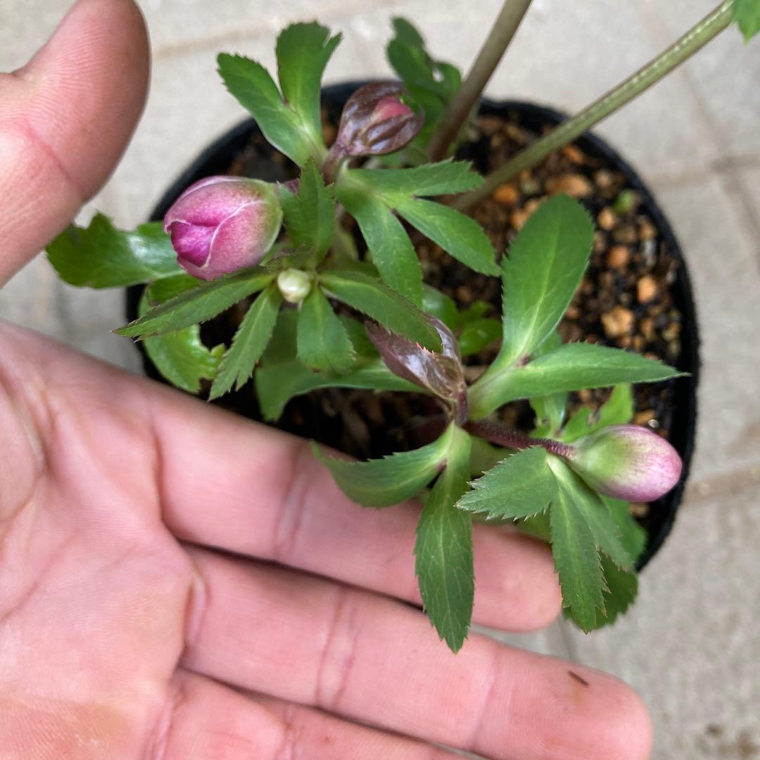 クリスマスローズ　極小輪　親指サイズ