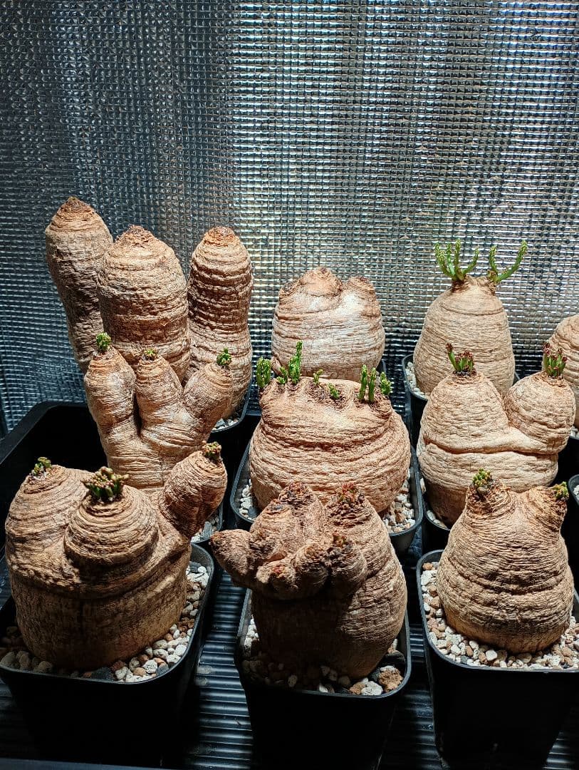 ユーフォルビア　デシドゥア　3頭　発根済⑪