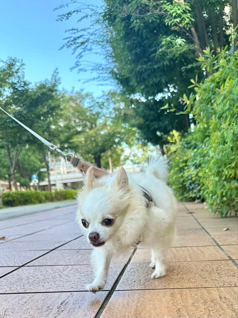 アディダス 27.5 プレデター アキュラシー 1 TF サッカー トレーニング